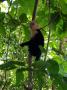 gal/2019/02_CostaRica/_thb_20190112_181114.jpg